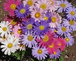 Aster China Single Mix  Mulit 200 Flower Heirloom Seeds - $8.99