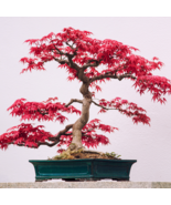 Japanese Red Maple Bonsai Tree Cheap - 20 Seeds - $5.73