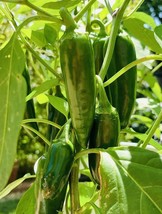 BPA 50 Seeds Fresh Harvest Hot Jalapeño Pepper Seeds Nongmo Heirloom Variety Fro - £7.16 GBP