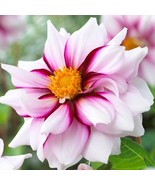 PSA Dahlia Edge Of Joy 3 Plant Divisions With Tubers Summer Flower Fast ... - $964.70 MXN