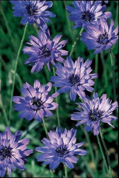 Top Seller 20 Blue Cupids Dart Aka Love Plant Catananche Caerulea Flower... - $14.60