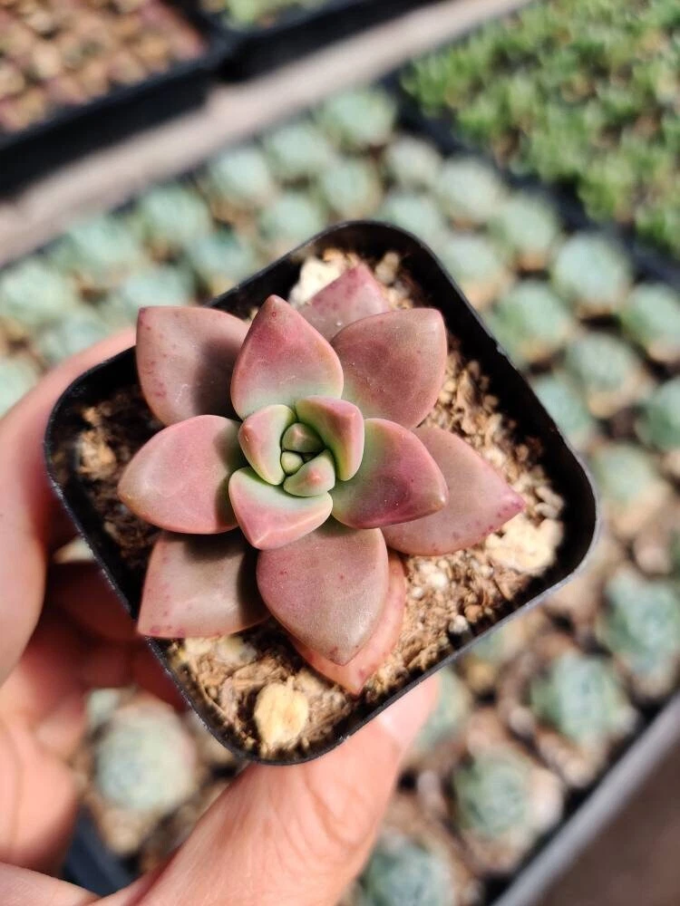 2pot Succulent Plants  California Sunset - $15.37