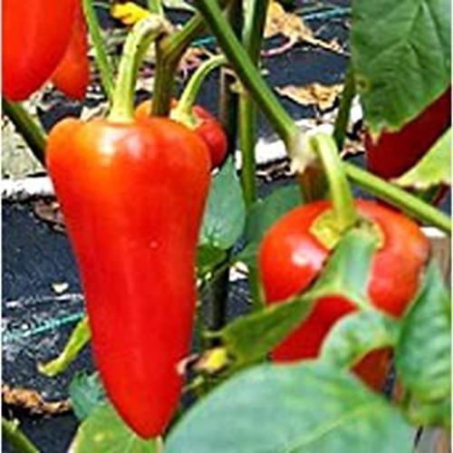 PM Havasu Hot Peppers Seeds (20+ Seeds) | Non GMO | Vegetable Fruit Herb... - $3.98