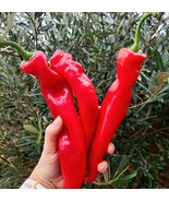 KKG 50 Heirloom Numex Big Jim Hatch Chili Pepper Seeds Huge Foot Long Mi... - €11,94 EUR