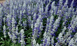 US Seller 50 Cathedral Bluw Salvia Seeds Flower Seed Perennial - £8.45 GBP
