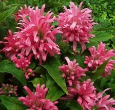 Starter Plant PINK FLAMINGO JUSTICIA CARNEA AKA as Brazilian Plume Jacob... - £31.44 GBP