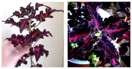 40 Black Dragon Coleus Seeds, Indoor Shade Plant - $31.99