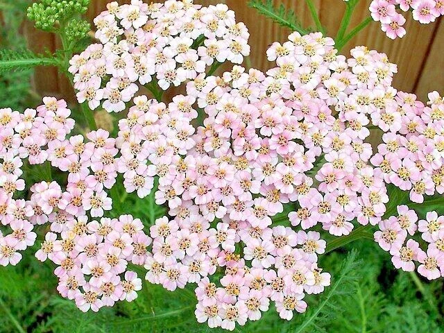COLORADO YARROW Seeds *FREE Shipping* Achillea Millefolium Pink Yarrow Herb - $0.37