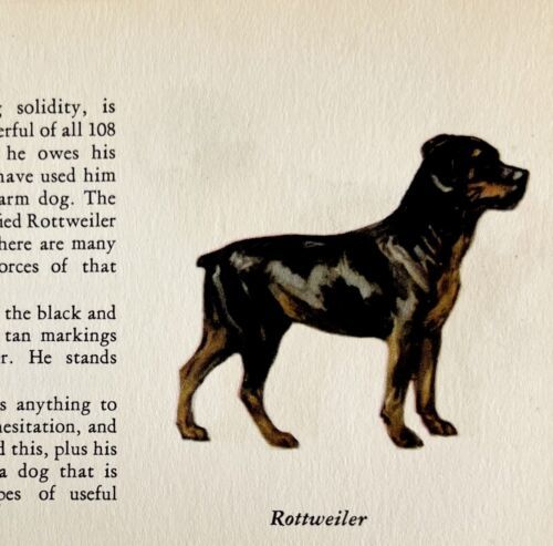Primary image for Rottweiler 1939 Dog Breed Art Ole Larsen Color Plate Print Antique PCBG18