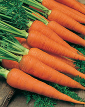 Danvers Carrot Seeds 1000 Vegetable Garden USA Seeds Fast Shipping - $12.04