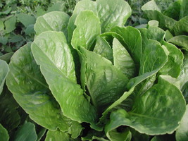 Parris Island Organic Lettuce Seeds 1000 Seeds Fresh Seeds USA - $16.08