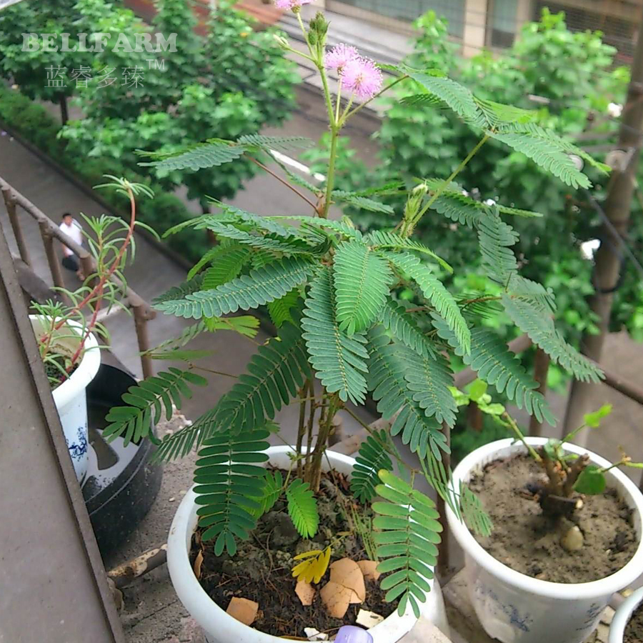 Mimosa Pudica Seeds 20 Seeds Sensitive Plant Interesting Bonsai Pink Flo... - $3.98