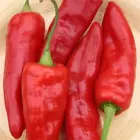  Red Marconi pepper seed - Beautiful Red Italian pepper Sweet 20 Seeds - £9.52 GBP