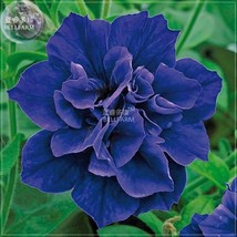 Petunia Mixed Double Petals Colorful Flower Seeds 200 Seeds Pack Big Blo... - $89.47 MXN