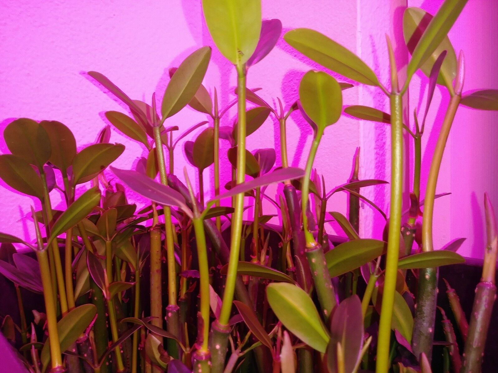 10  SMALL 7&quot;-10&quot; BEAUTIFUL RED MANGROVE   PLANTS NANO AQUARIUM Fresh/Salt - $24.00