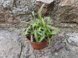 Drosera capensis, Carnivorous plant, Sundew - £3.99 GBP