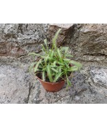 Drosera capensis, Carnivorous plant, Sundew - £3.93 GBP