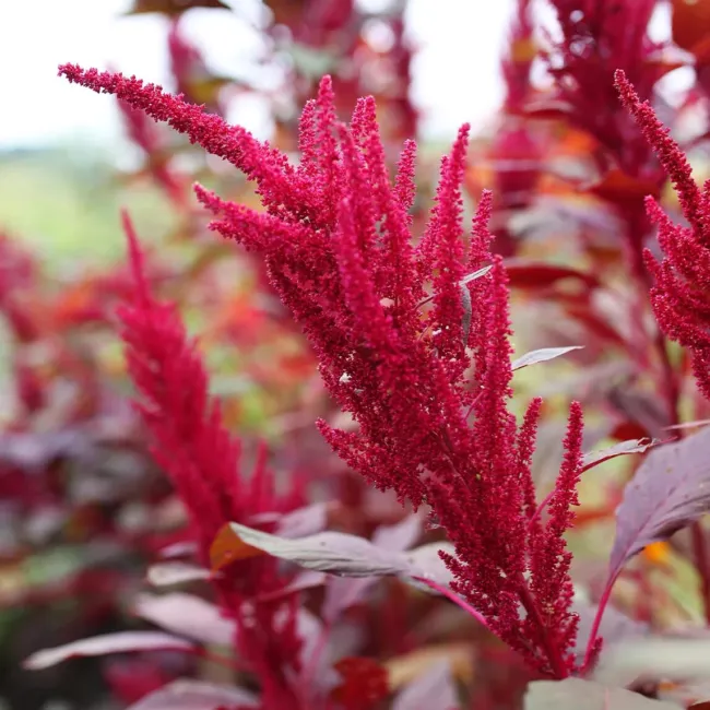 Red Garnet Amaranth 2000+ Seeds Fresh Garden - £15.81 GBP