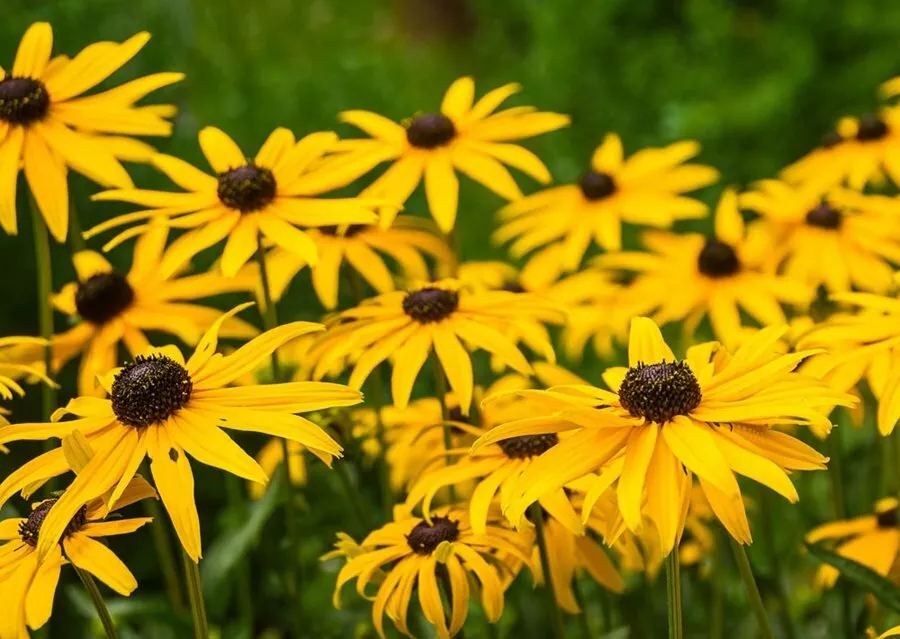 Black Eyed Susan Rudbeckia Yellow Flower 2000+ Seeds - $92.25 MXN