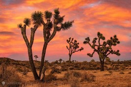 25 Seeds Joshua Tree Yucca Plant R API D Beauty Plant Heirloom Seeds Now - $12.50