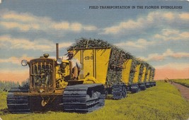 Florida~Field Transportation Harvesting Sugar Cane In The Everglades~Postcard - £10.03 GBP
