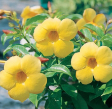 1 Pc Allamanda Perennial Flower, Yellow Allamanda Starter Live Plant 3&quot; Tall- RK - £19.70 GBP