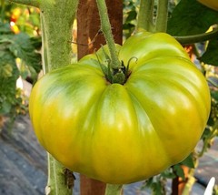 Dwarf Emerald Giant Tomato Seeds | Green Tomatoes | Vegetable FRESH - £12.86 GBP
