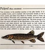 Pickerel Pike 1939 Fresh Water Fish Art Gordon Ertz Color Plate Print PC... - €25,75 EUR