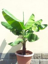 Live Plant Musa Banana Tree  - $29.99