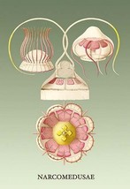 Jellyfish: Narcomedusae by Ernst Haeckel - Art Print - £17.43 GBP+