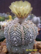 VP Astrophytum Asterias Super Kabuto Rare Cactus 10 Seeds - £8.34 GBP