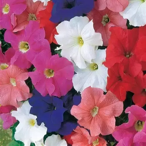 25 Seeds Petunia Dreams Mix Pelleted - £7.46 GBP