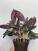 VP Purple Waffle Plant - Live Starter Plants In 2 Inch Pots - Hemigraphis Altern - £20.79 GBP