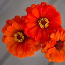 50 - 1,000 Seeds Orange King Zinnia Seeds - £7.51 GBP