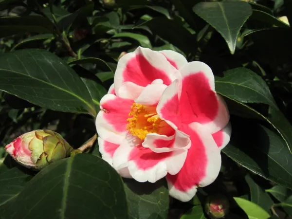 Tama No Ura Unique Bloom Camellia Japonica Live Starter Plant Fresh Garden