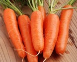700 Fancy Nantes Carrot Seeds Fast Shipping - $8.99