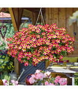 &quot; 200 SEEDS Petunia &#39;Amore Queen of Hearts&#39; Seeds GIM &quot; - $14.58