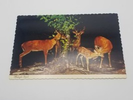 Vintage Postcard &quot;Midnight Snack&quot; Family Of Whitetail Deer Grazing At Night - $5.93
