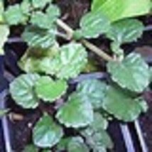 Trailing Red Stem Swedish Ivy Starter Plant - £4.10 GBP