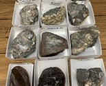 Assortment Of Mixed Fossil Specimen Collection Lot Ammonite Clam Petrifi... - $89.09