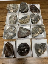 Assortment Of Mixed Fossil Specimen Collection Lot Ammonite Clam Petrifi... - $89.09