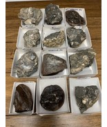 Assortment Of Mixed Fossil Specimen Collection Lot Ammonite Clam Petrifi... - $122.23 CAD