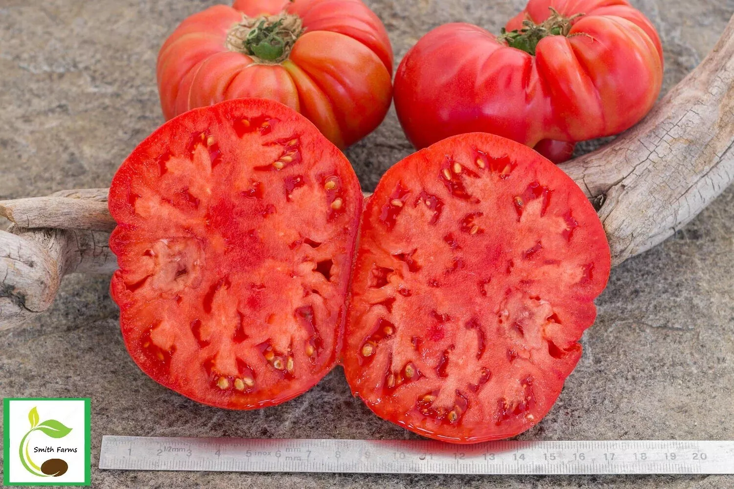 50 Seeds Tennessee Britches Tomato Vegetable Fast US Shipping - $9.50