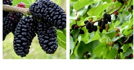 'Dwarf Everbearing' - Mulberry Tree - Morus nigra live plant edible fruit - £35.06 GBP