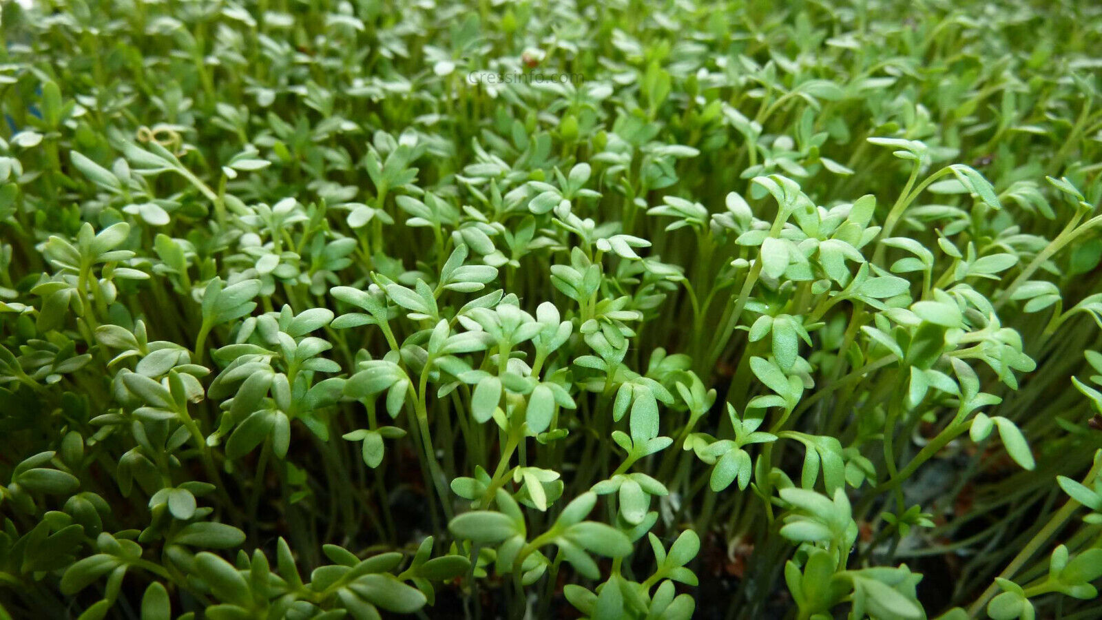 Curly Garden Cress seeds (200 - 6400) peppergrass wort Halim Aliv CHANDR... - $1.72+