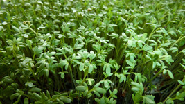 Curly Garden Cress seeds (200 - 6400) peppergrass wort Halim Aliv CHANDRASHOOR - £1.37 GBP+