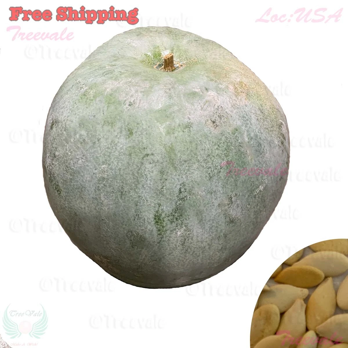 Wax Gourd Seeds- Ash Gourd, White Winter Gourd, Dong Qua | NON-GMO, Organic - $7.39