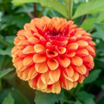 25 American Sunset Dahlia Seeds Flower Perennial Flowers Seeds Flowering... - $8.98