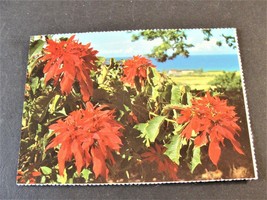 The Poinsettia or Christmas Bush- Jamaica-Unposted Postcard. - £4.85 GBP
