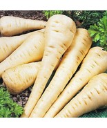 SEPTH Parsnip Hollow Crown Seeds Pastinaca Sativa B304 - €7,56 EUR